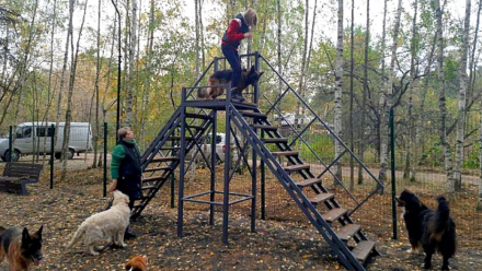 Вышка для дрессировки собак